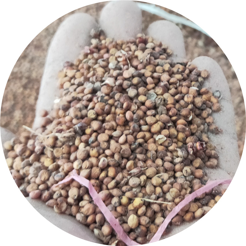 Rohes Sorghum