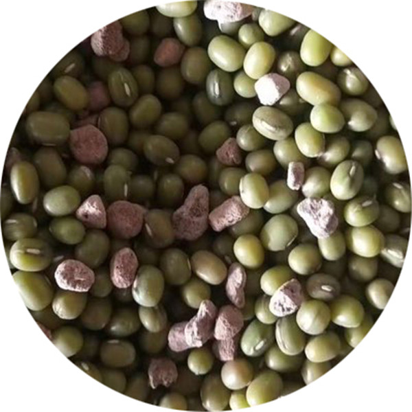 Raw mung beans