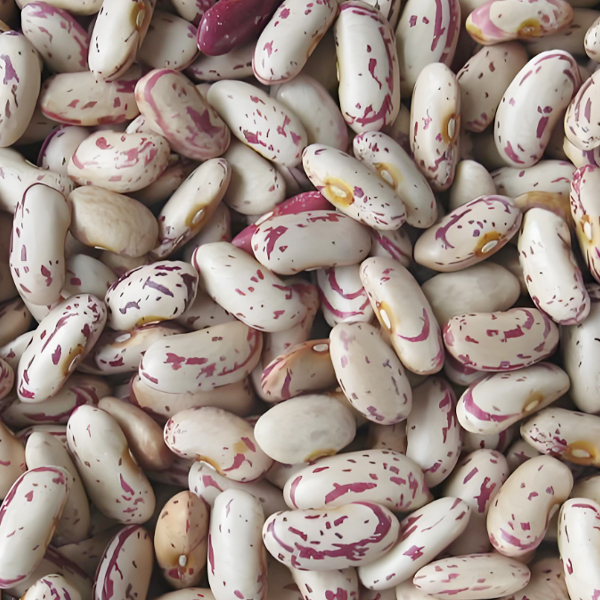 Variegated kidney beans