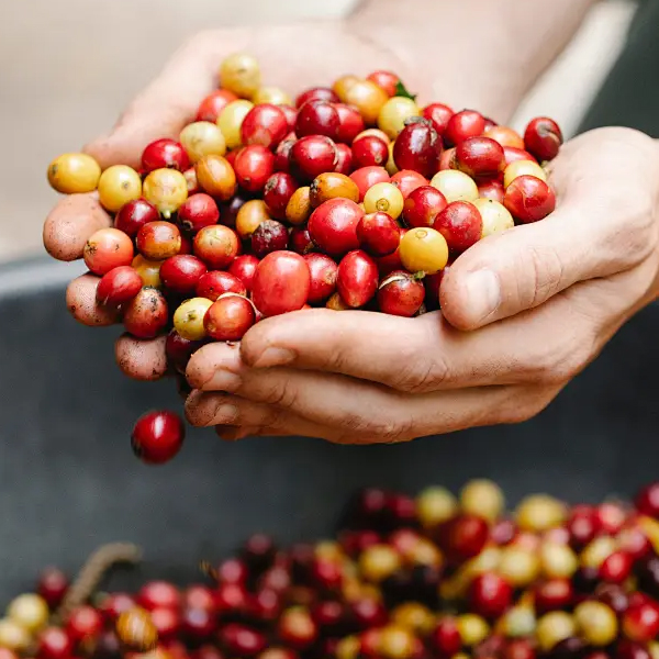coffee beans