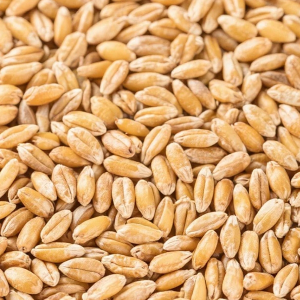wheat