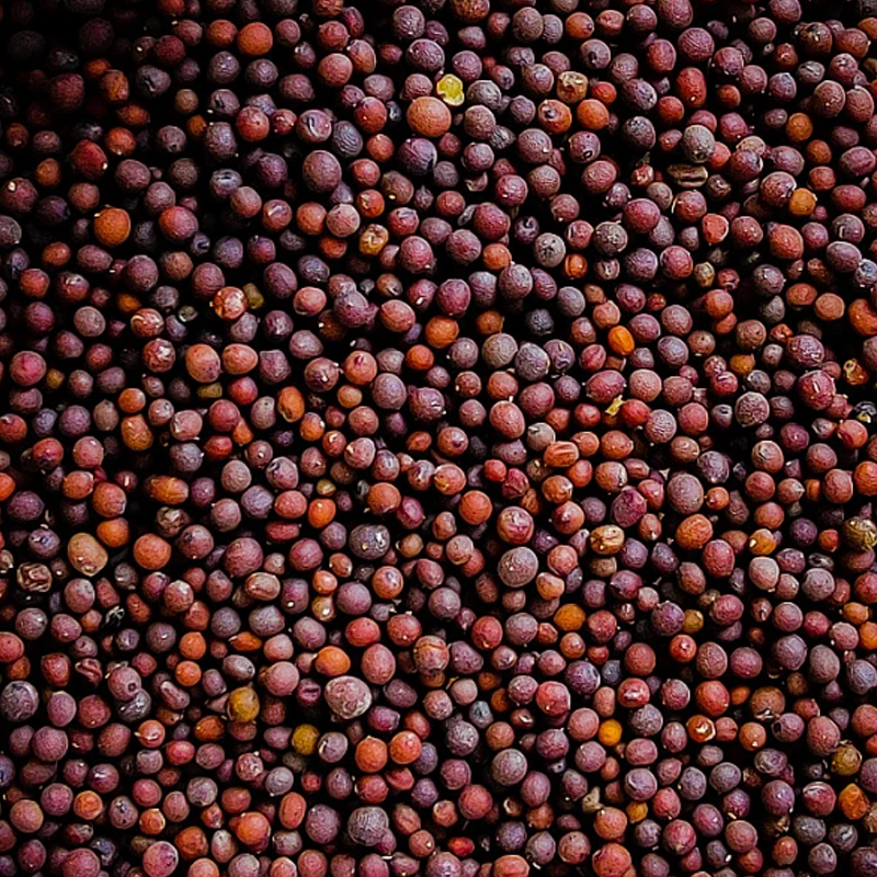 油菜籽